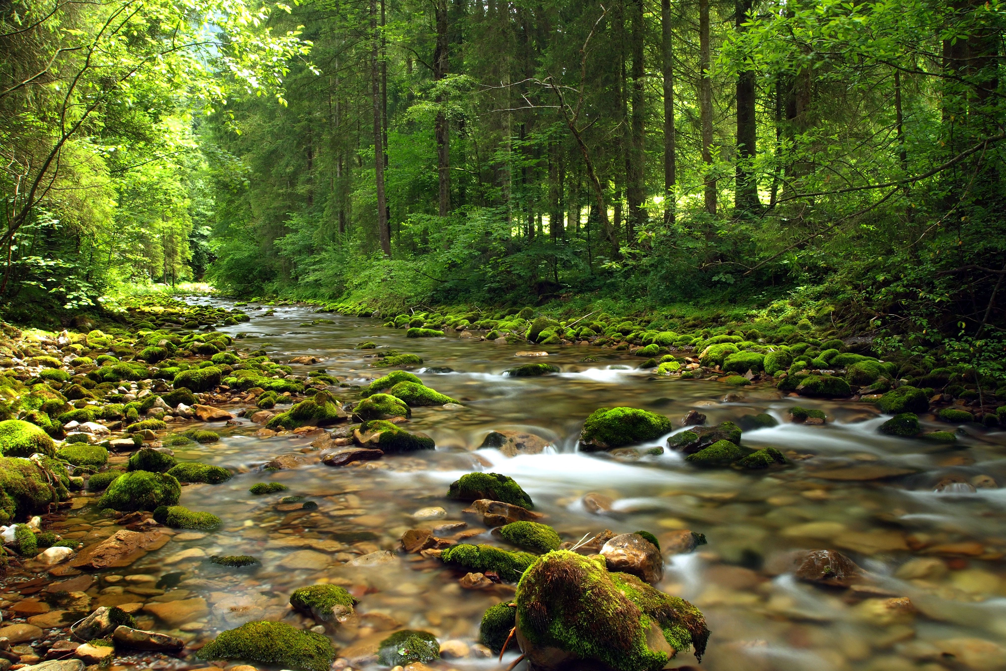 4032x2688 Free forest, summer 4K wallpaper for desktop and phone