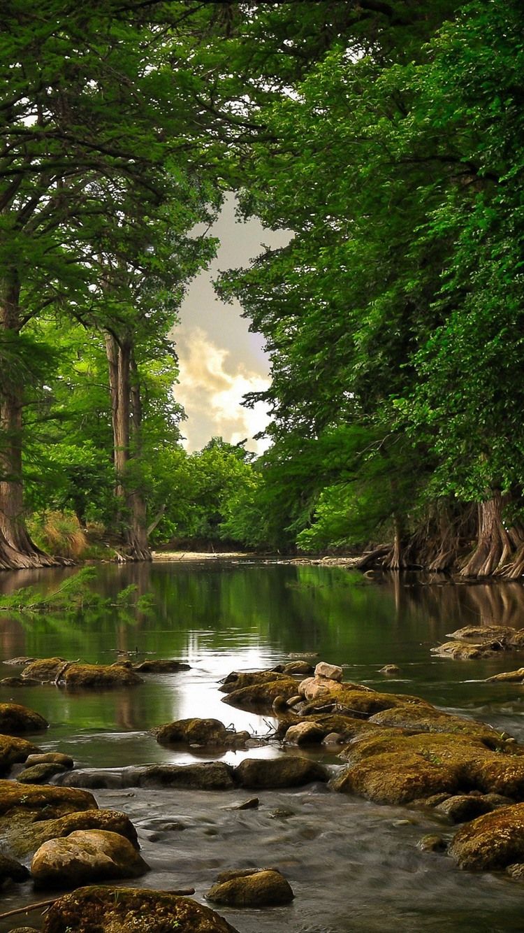 750x1334 Wallpaper River, stones, redwoods, forest, green 2560x1600 Picture, Image
