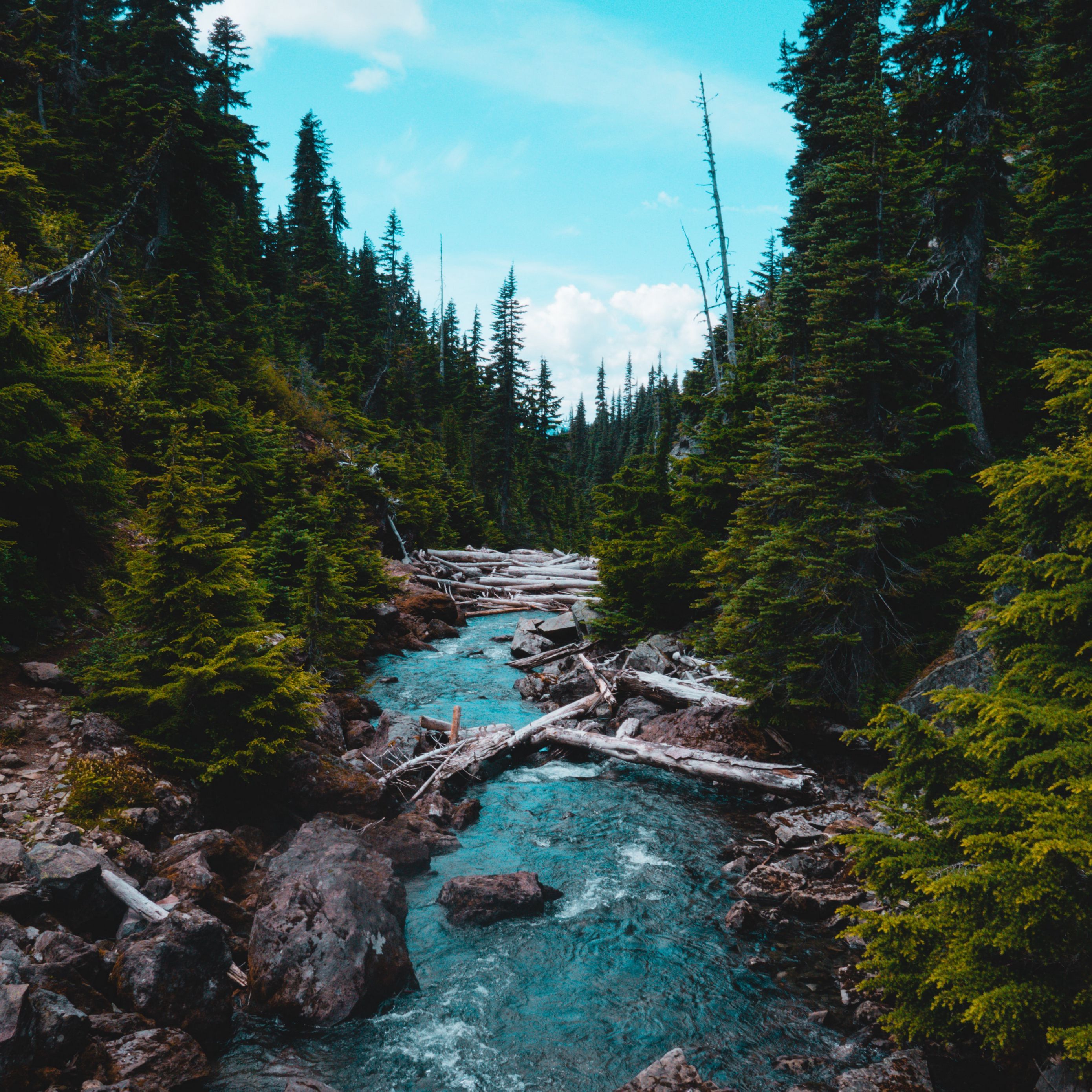 2780x2780 Download wallpaper 2780x2780 river, stream, stones, spruce, forest ipad air, ipad air ipad ipad ipad mini ipad mini ipad mini ipad pro 9.7 for parallax HD background
