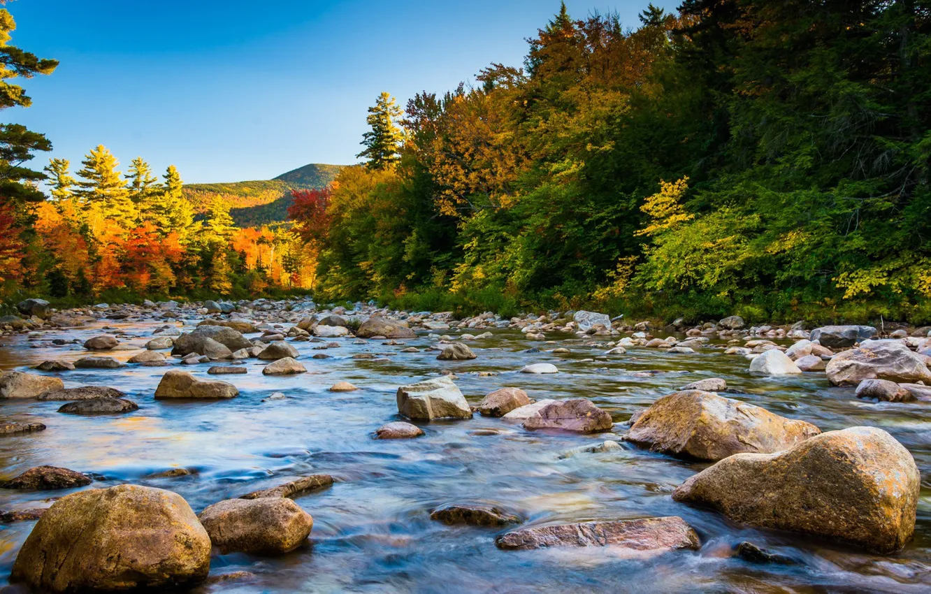 1332x850 Free USA, forest Full HD wallpaper for desktop and phone