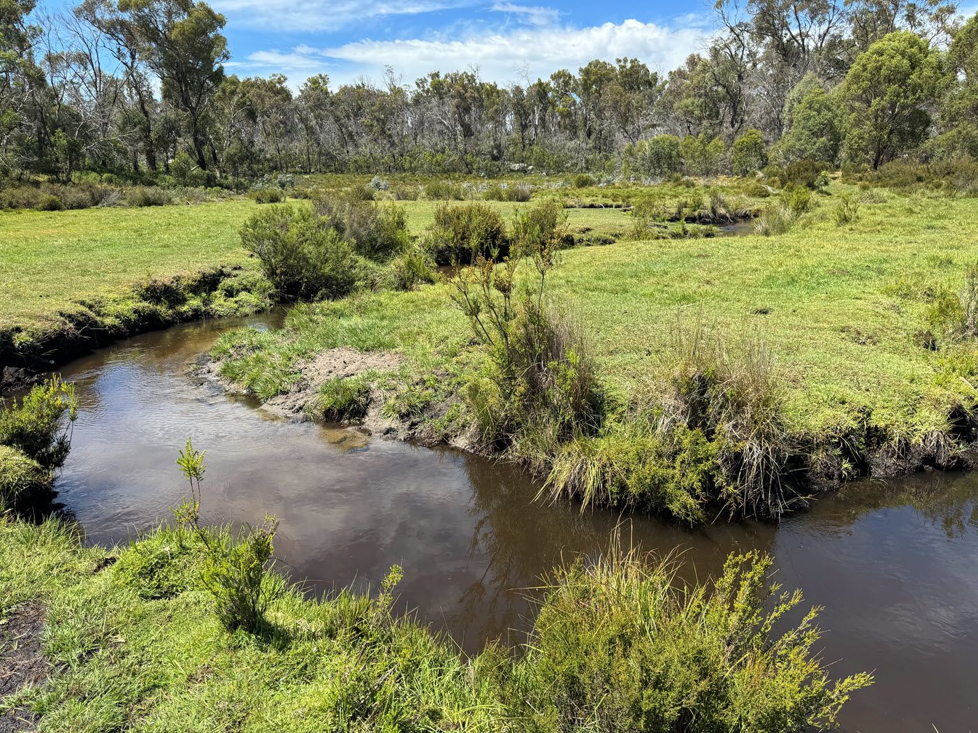 1400x1050 Work begins to grow replacement for iconic Sugar Pine Walk, New South Wales Australia Wide