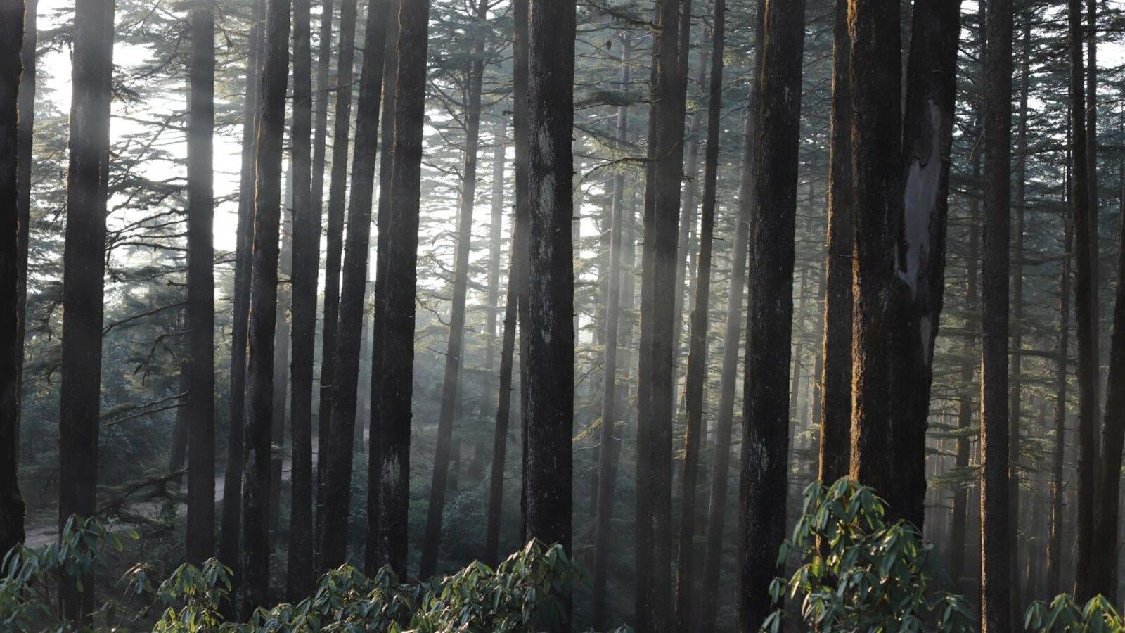 1600x900 Weekend Getaway Destination: Why Kanatal Must Be On Top Of Your Must Visit Places