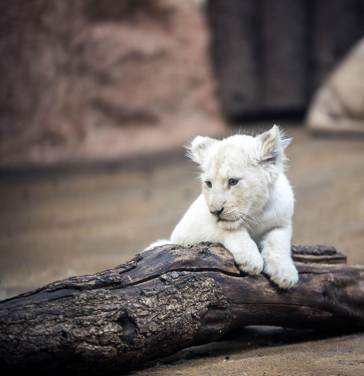 1240x1280 Free Young Lion & Lion Image