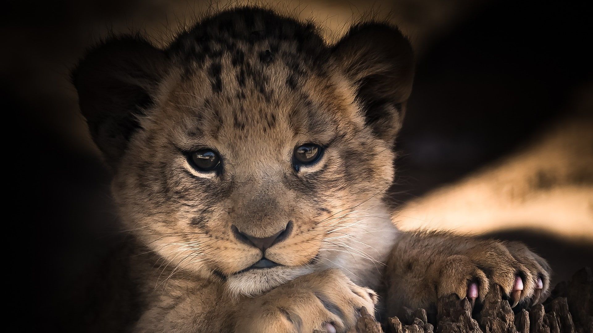 1920x1080 HD wallpaper: lion cub, baby, cute