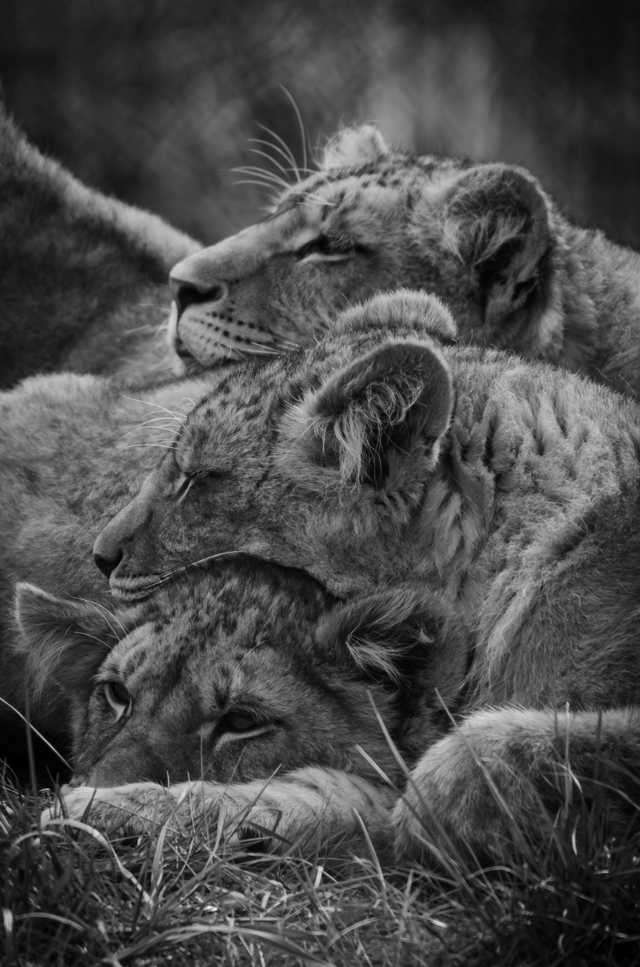 2143x3235 Baby Lion Photo, Download The BEST Free Baby Lion & HD Image