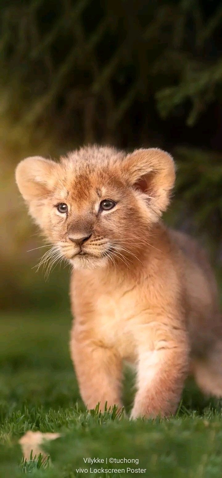 720x1544 Adorable Lion Cub Walking in a Green Field. Lion cub background, Lion cub wallpaper, Baby lion wallpaper