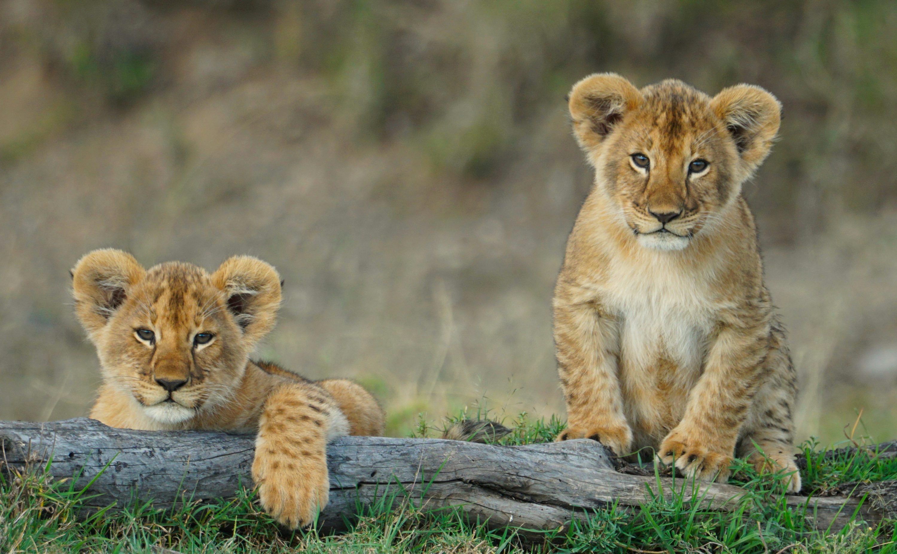3000x1853 Baby Lion Picture. Download Free Image