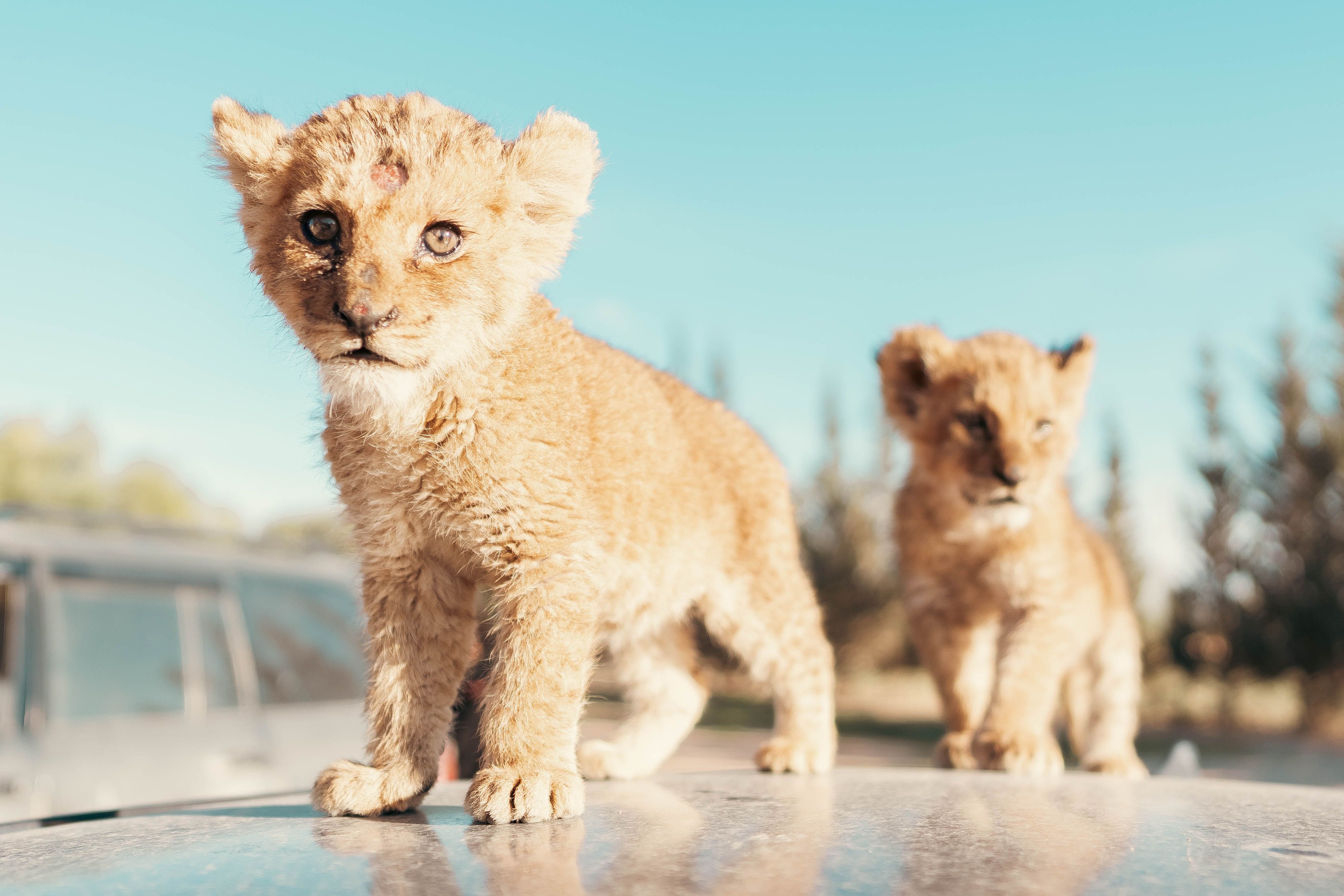 3927x2618 Two Baby Lions · Free