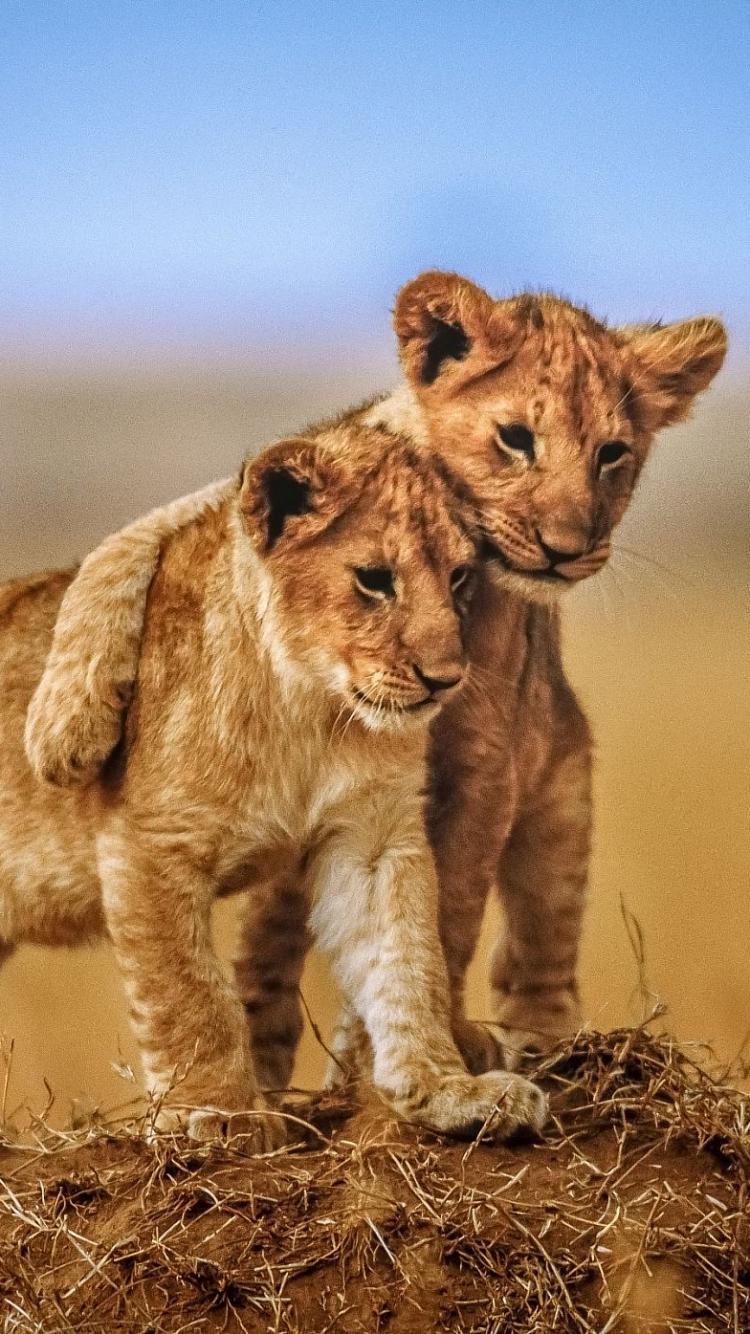 750x1334 Baby Lion Wallpaper