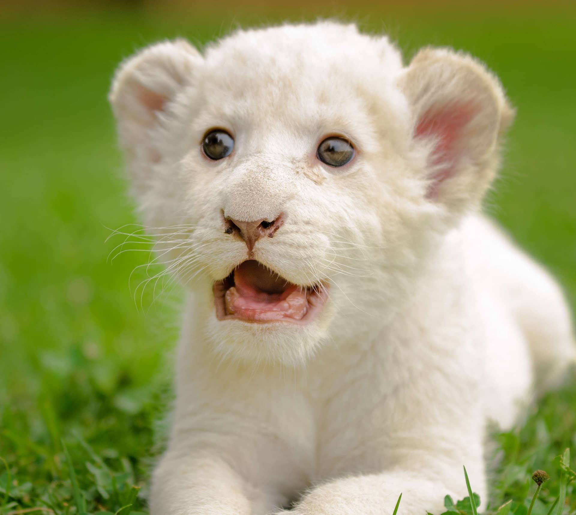 1920x1717 Download Astonished Baby White Lion In A Mesmerizing Close Up Shot Wallpaper