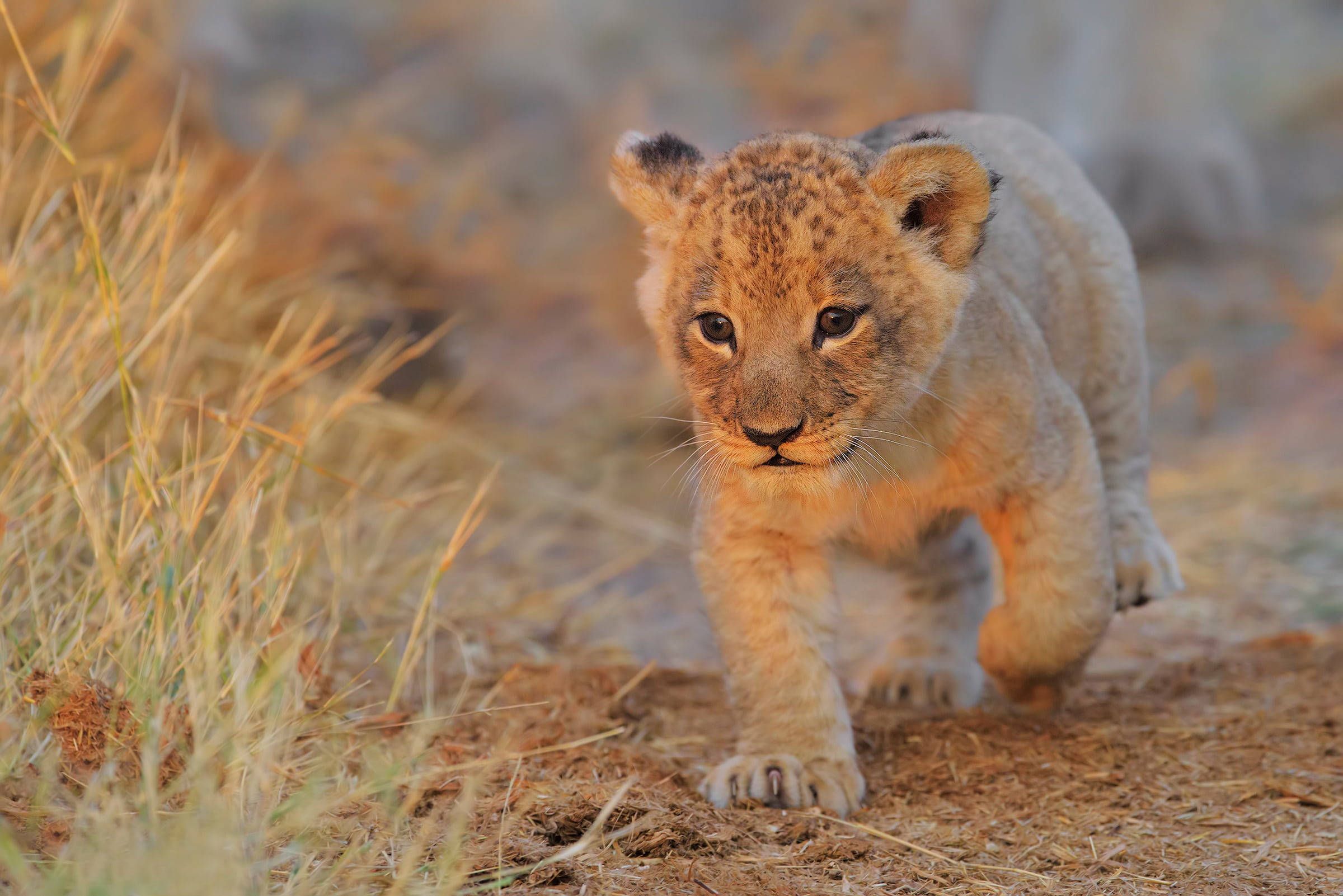 2400x1602 Download Baby Lion Laptop Wallpaper