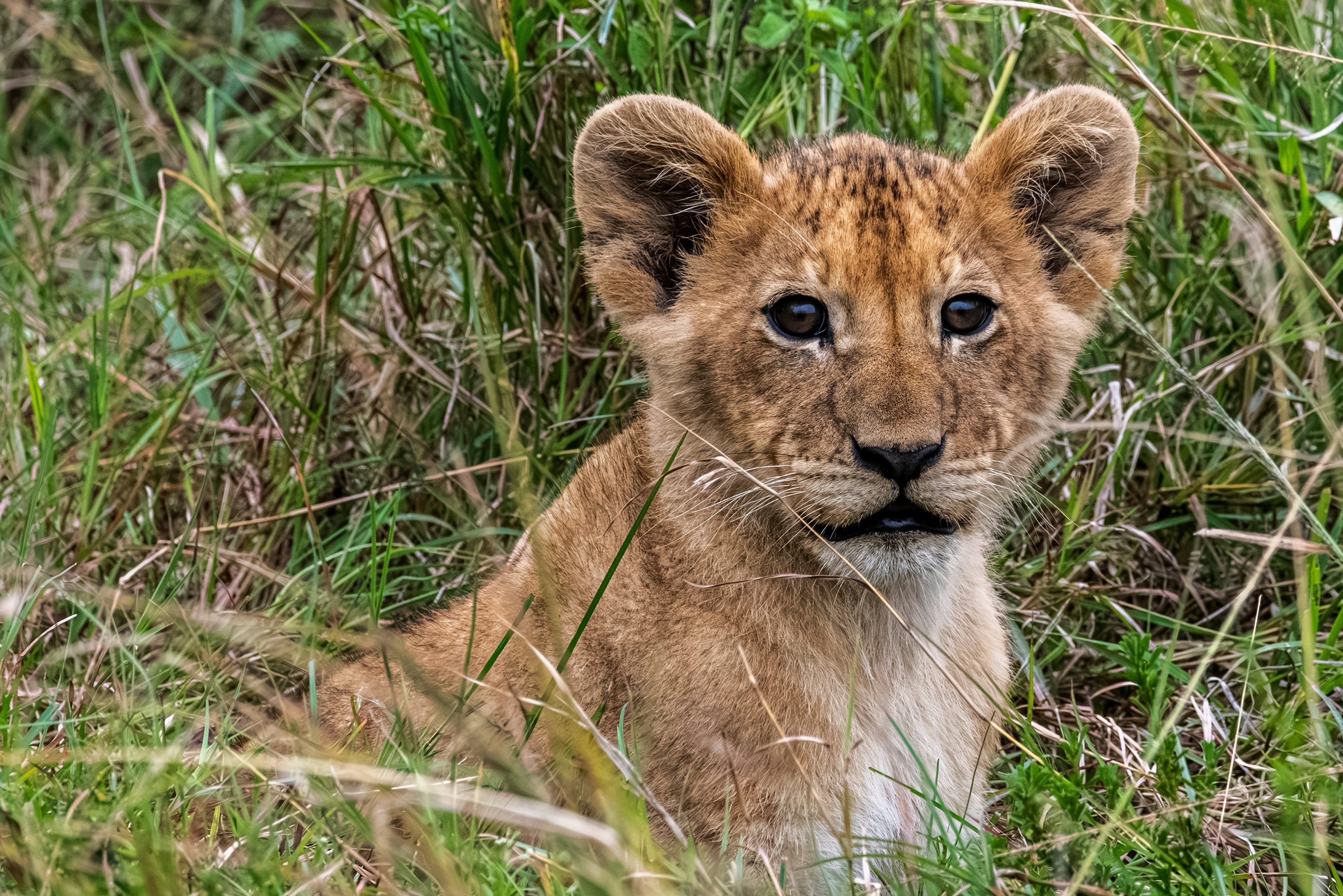 3000x2001 A young lion cub sits in tall green grass