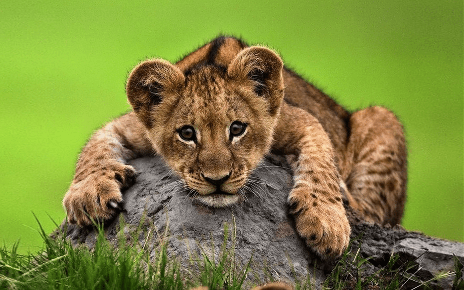 1920x1200 Download Cute Cub Animal Lion HD Wallpaperx1200