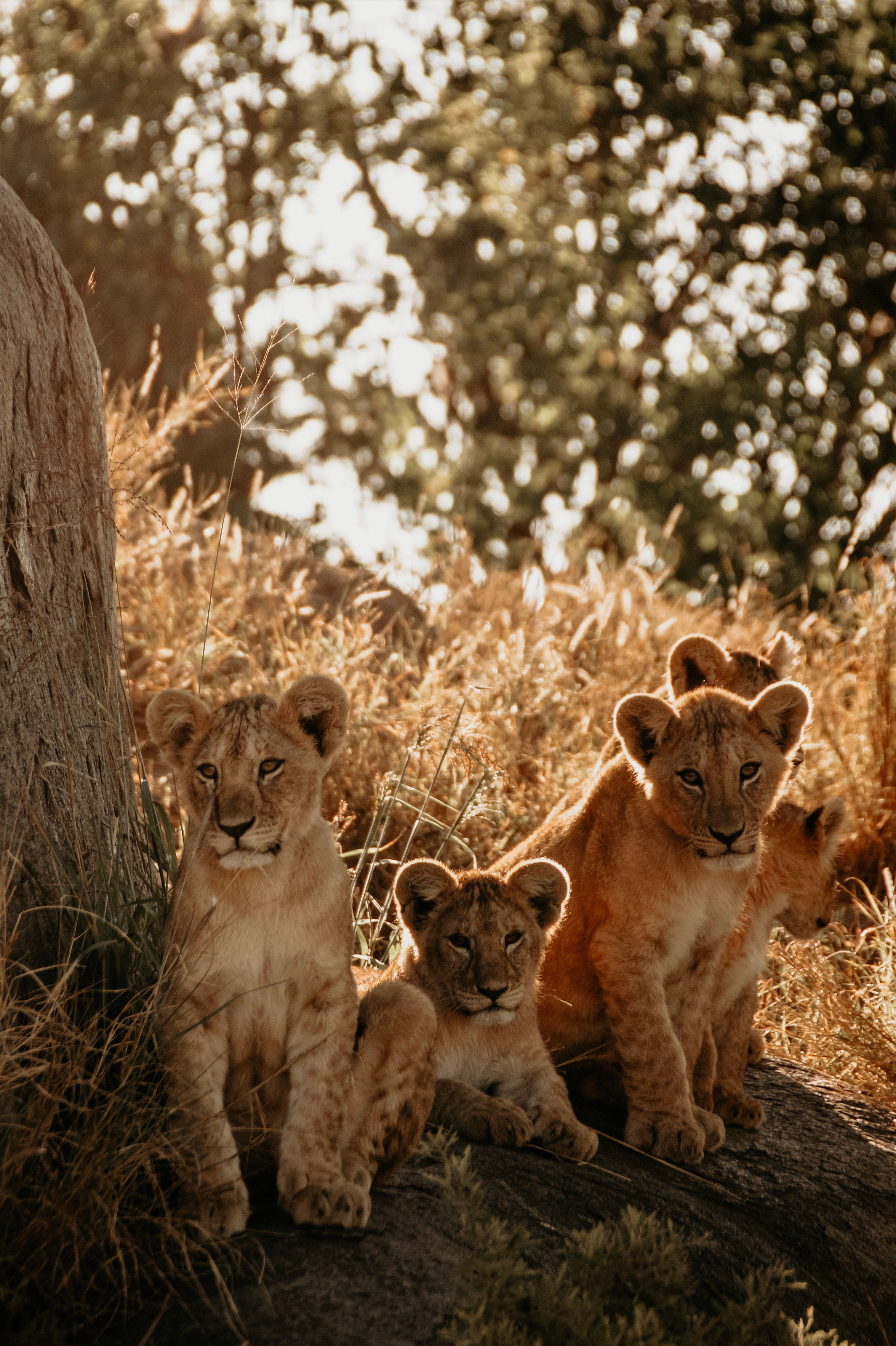 3632x5456 Young Lion Cubs in the African Grasslands · Free