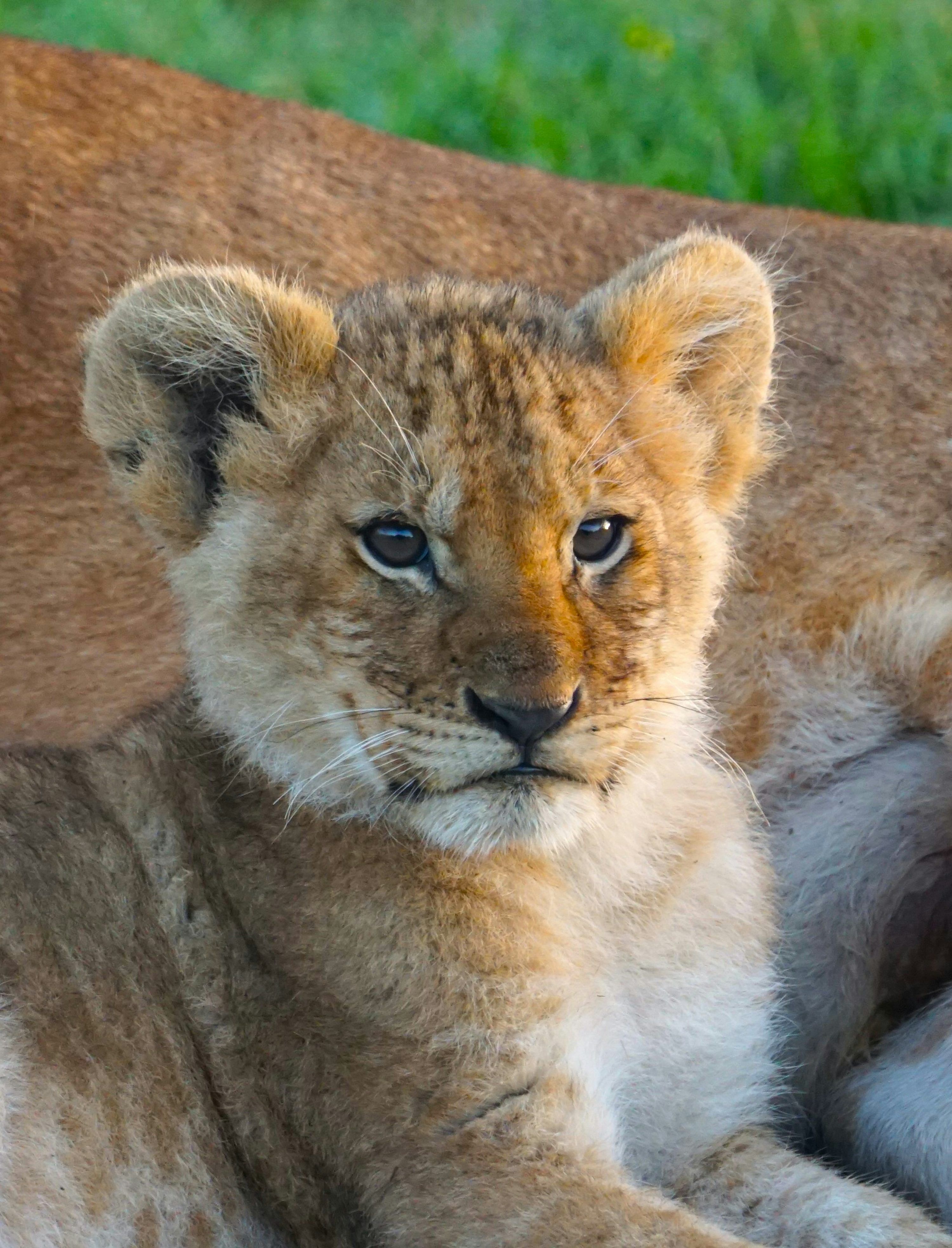3000x3933 A young lion cub looks directly at the camera