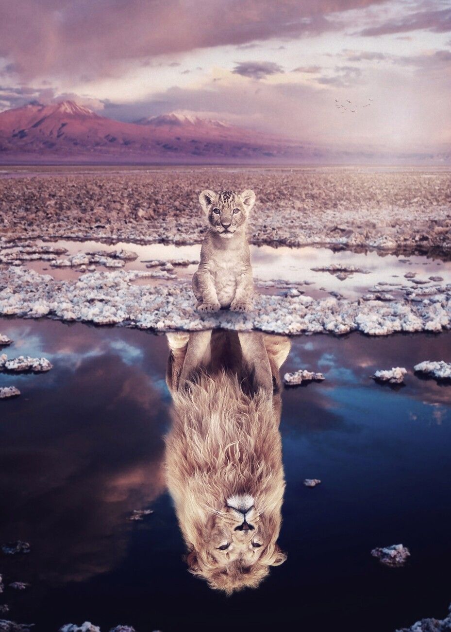 929x1300 Poster Baby lion will grow up
