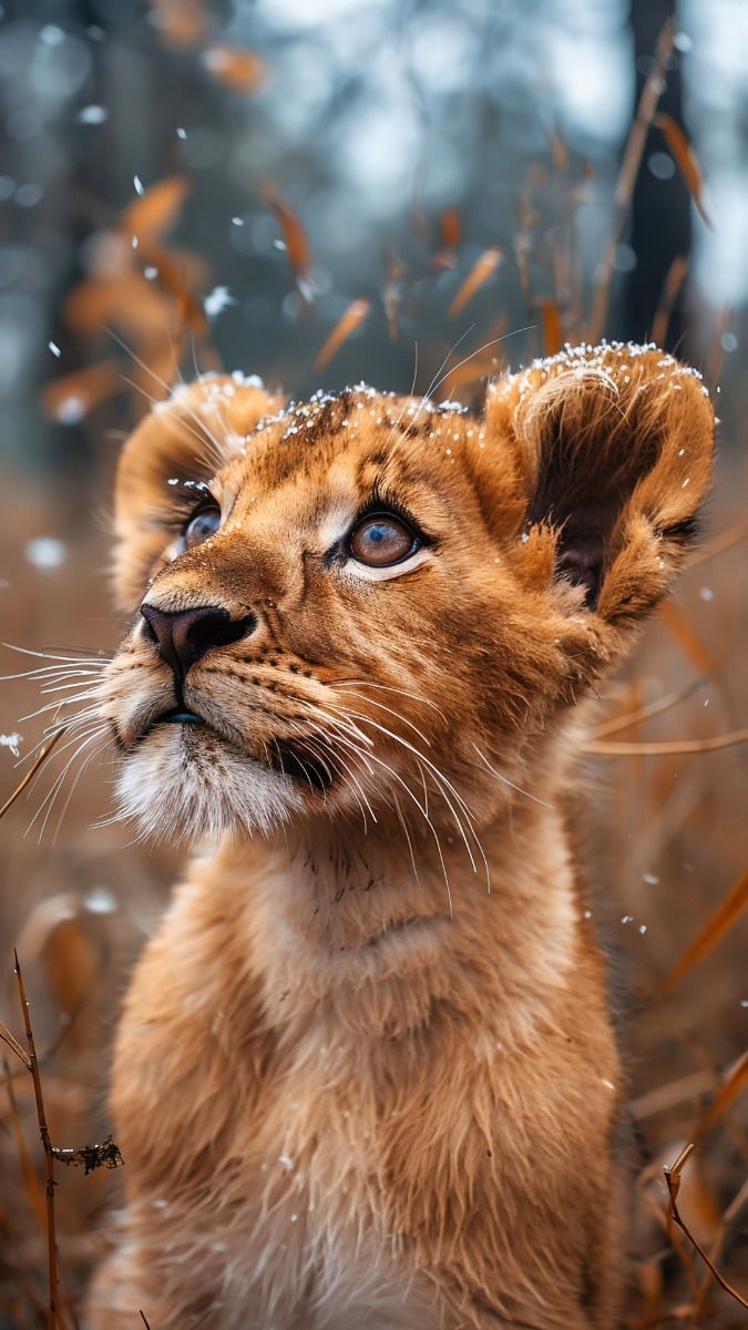 675x1200 Cute Lion Puppy