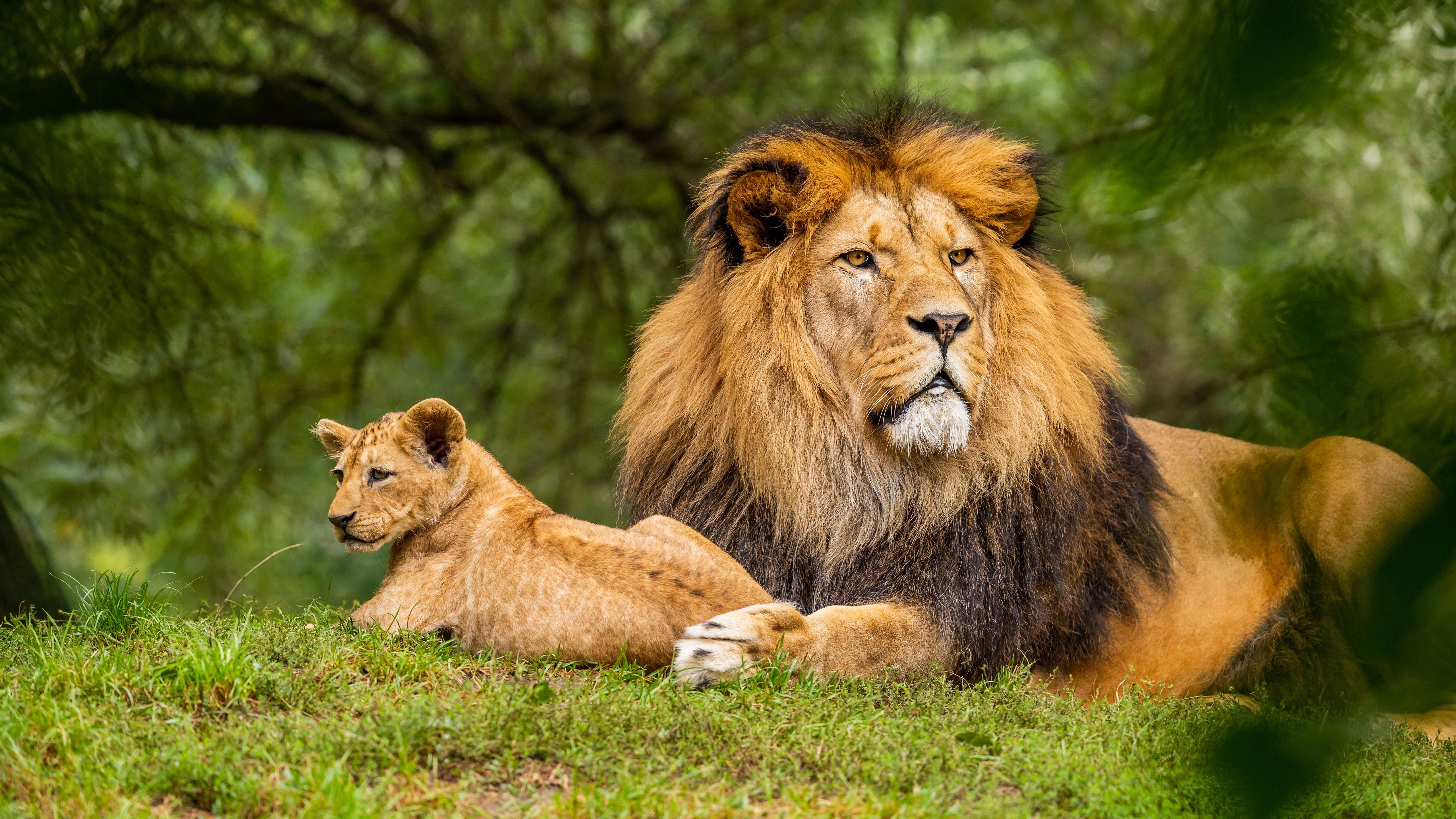 5120x2880 Big Lion Is Lying Down On Green Grass In Forest Background With Baby Lion 4K 5K HD Animals Wallpaper