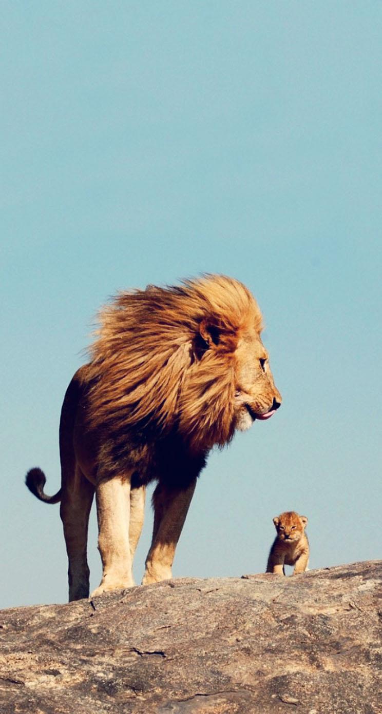 744x1392 Baby Lion Phone Wallpaper