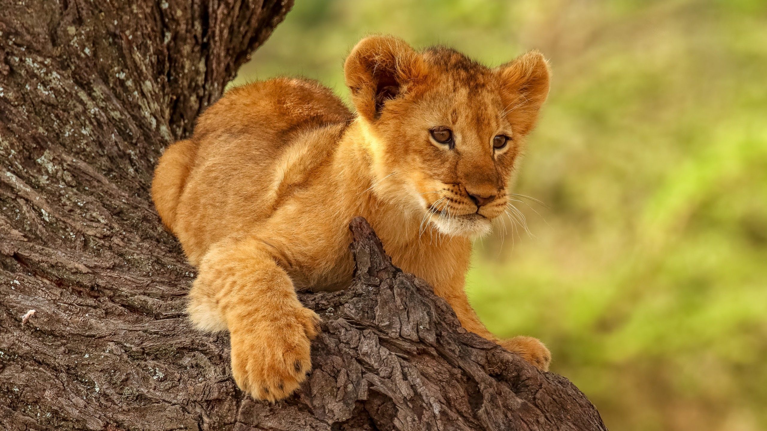 2560x1440 Baby Lion Is Sitting On The Tree 4K HD Animals Wallpaper