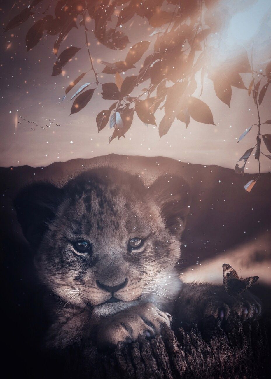 929x1300 Poster Baby lion on a tree stump. Wall Art 1 FREE