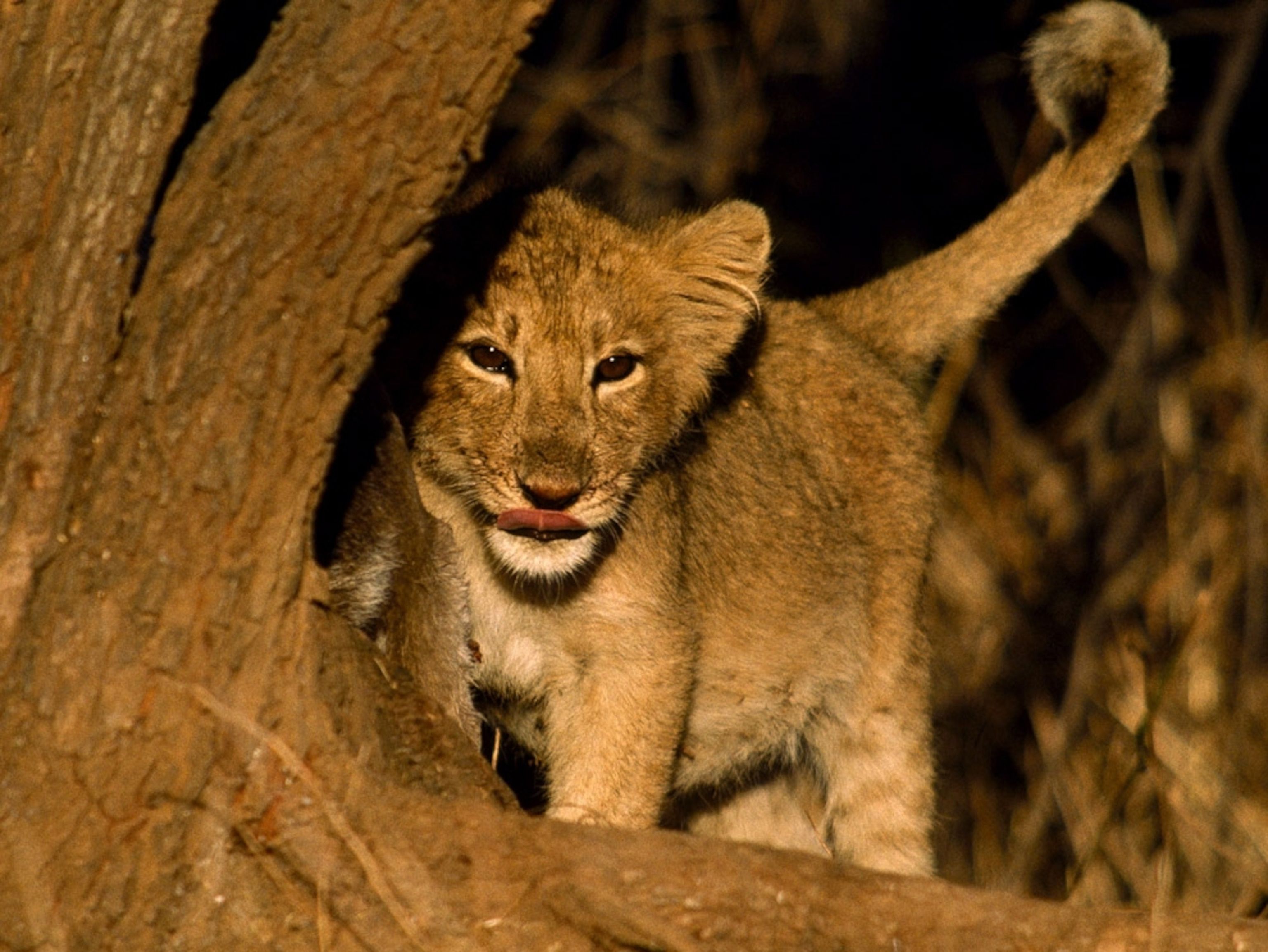 3072x2306 Lion Picture Cat Wallpaper