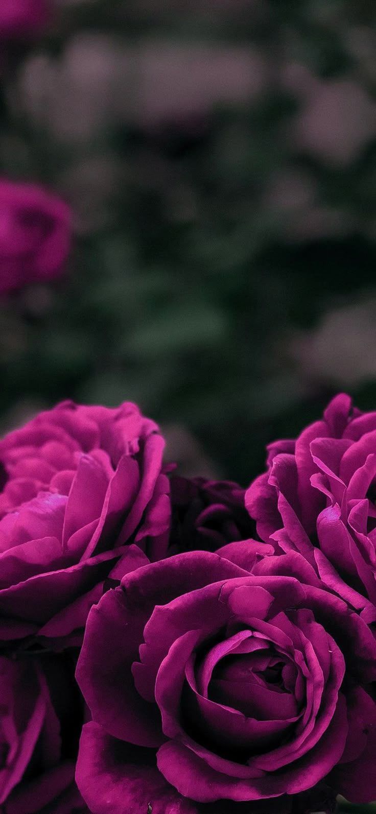 736x1594 Magenta wallpaper iphone. Dark pink rose wallpaper, Magenta flower background, Purple