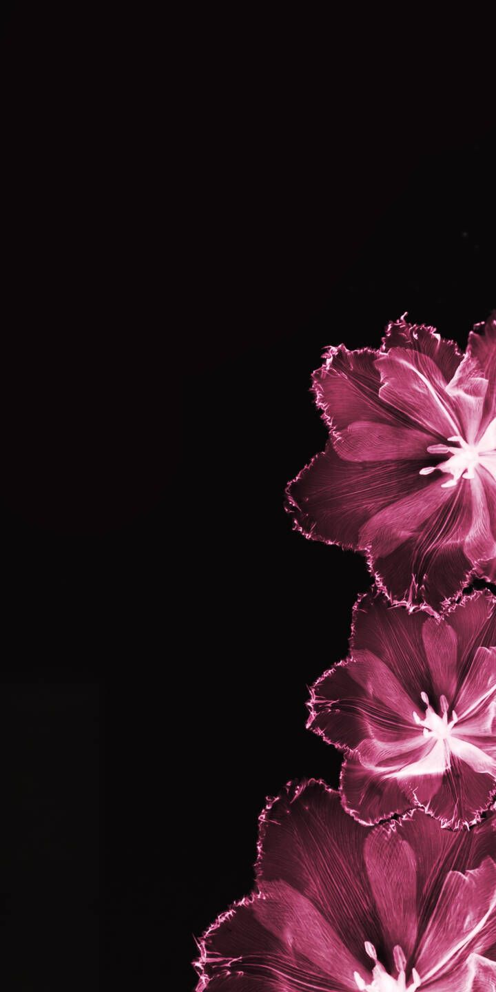 720x1440 4K Dark Magenta Ruffles Wallpaper 1080x2340 Wallpaper For Samsung Galaxy S24 S23 S Samsung Galaxy A72 A OnePlus 8 8T 9 9R 10 10R OnePlus Nord 2 Xiaomi Mi 10 11 12 13