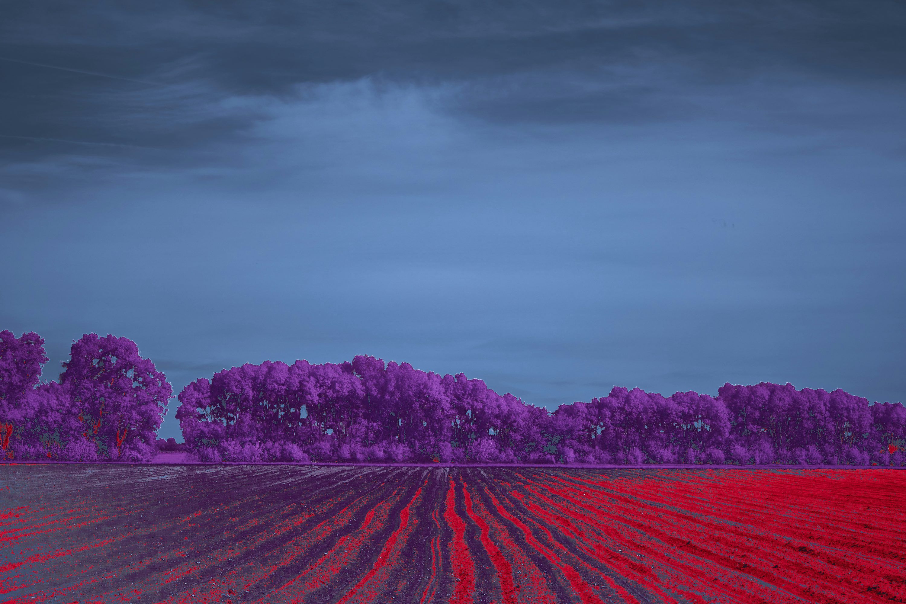 3000x2000 Magenta trees stand in a field under a dark sky