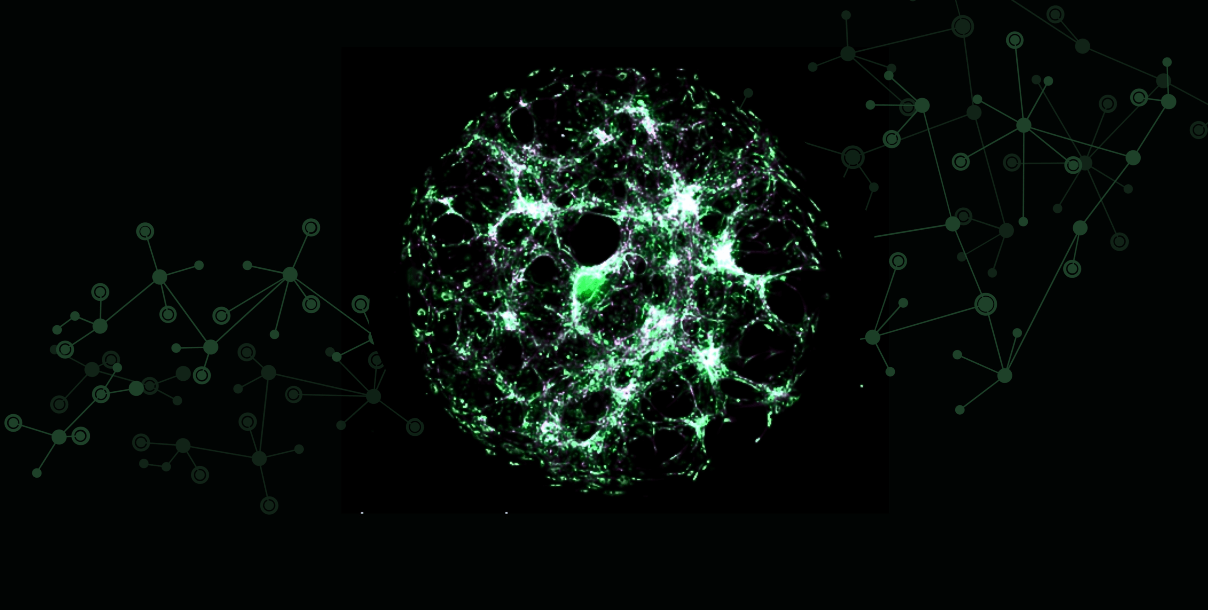 3839x1939 Fibrosis
