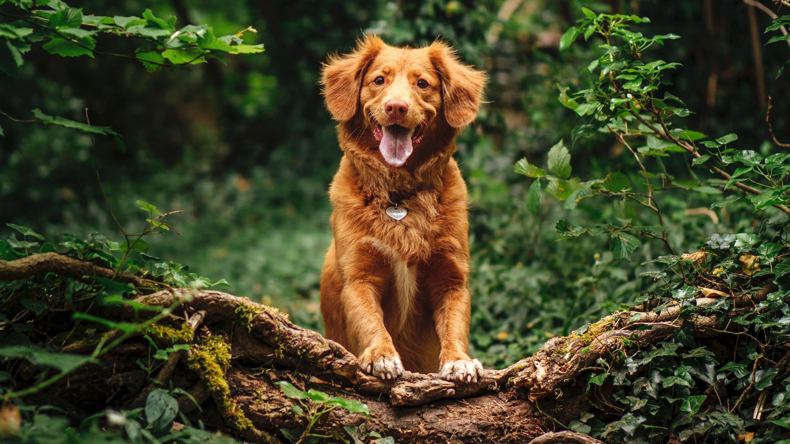 2560x1440 Nova Scotia Duck Tolling Retriever In Forest Background HD Dog Wallpaper