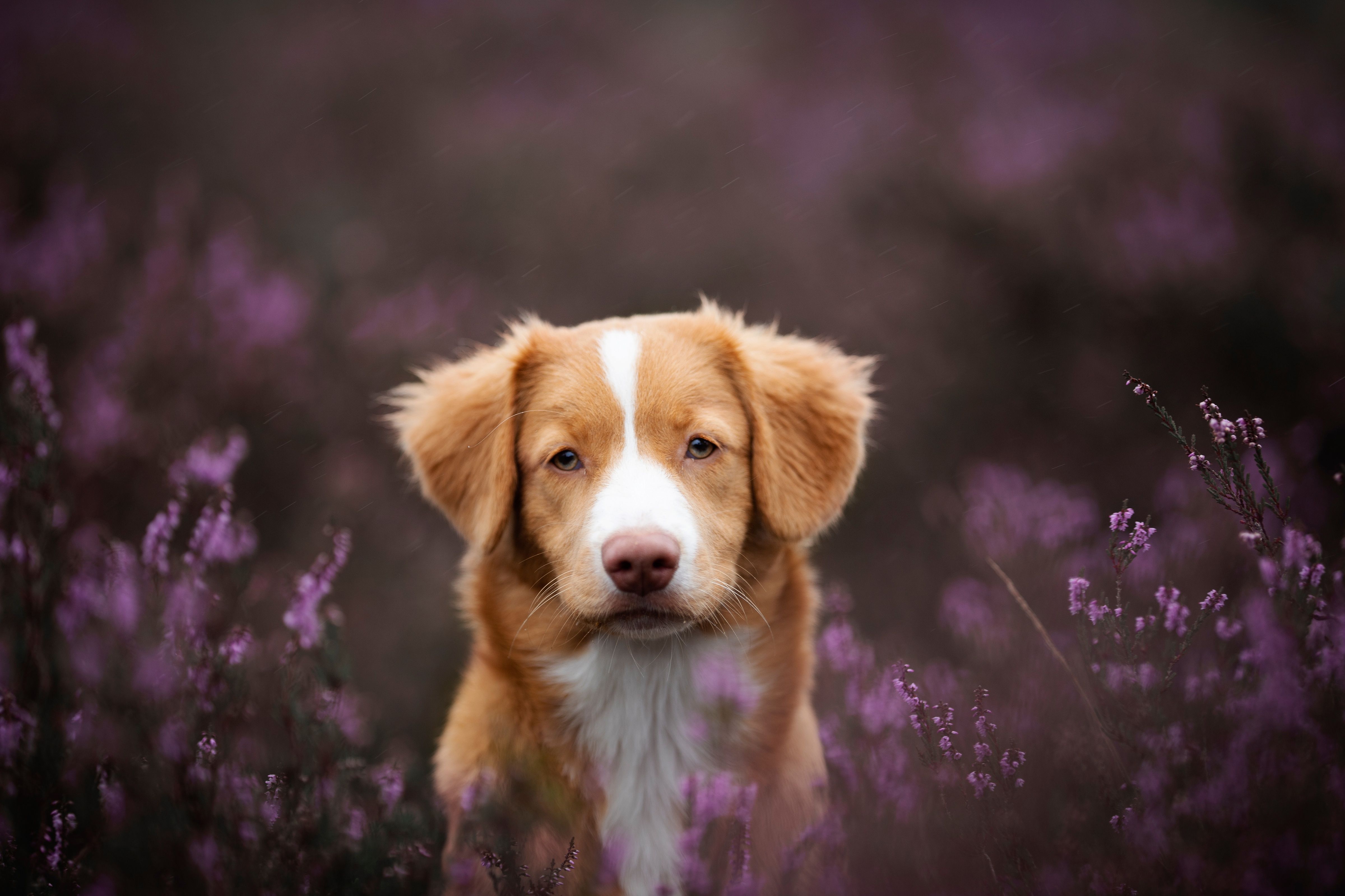 4800x3200 Download Animal Nova Scotia Duck Tolling Retriever 4k Ultra HD Wallpaperx3200