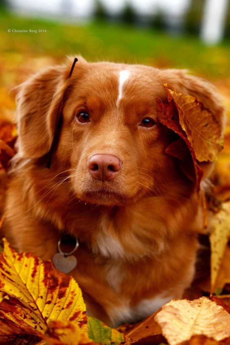 736x1104 Tinka Nova Scotia Duck Tolling Retriever Classic Look