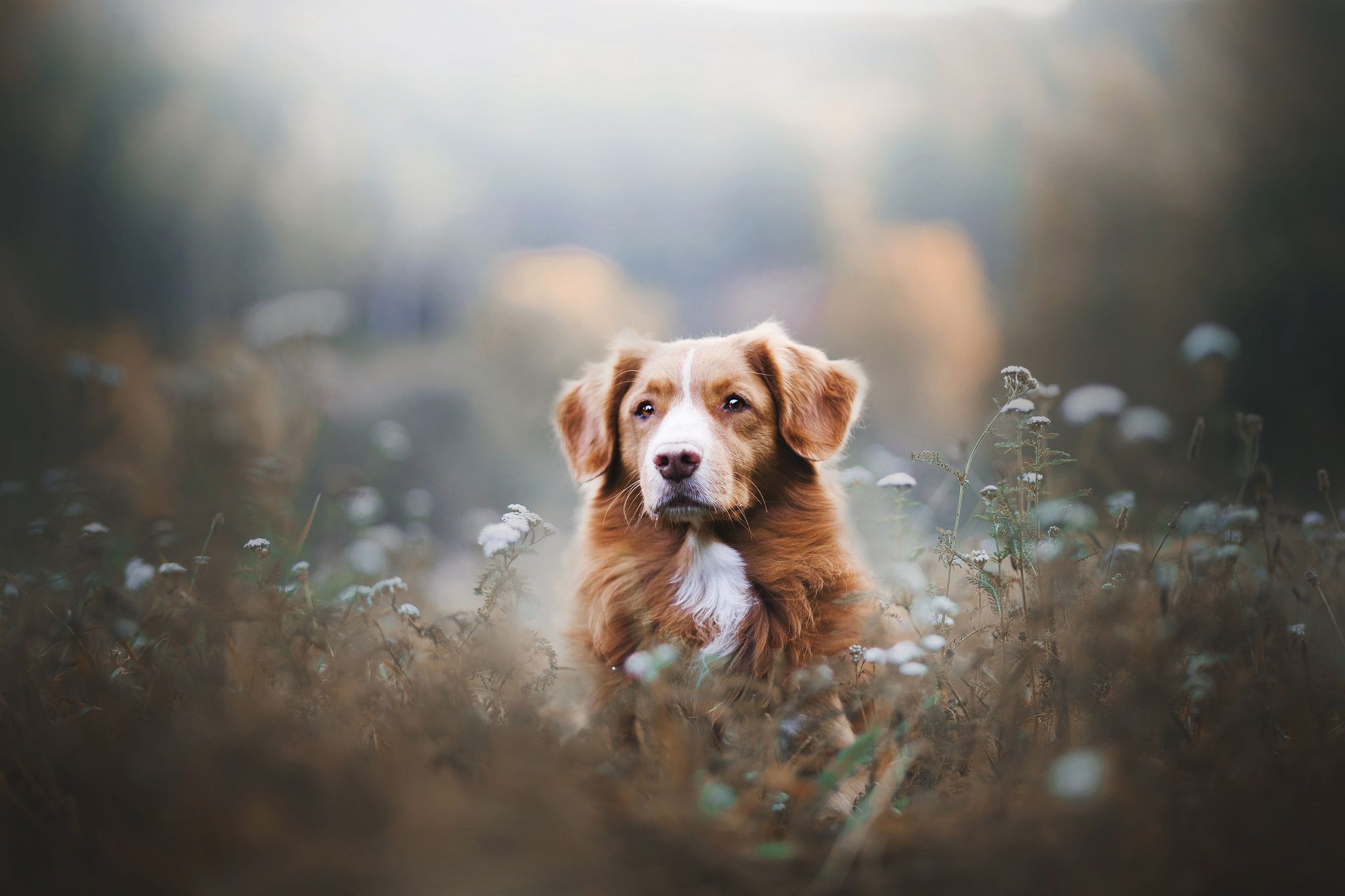 2048x1365 Download Depth Of Field Dog Animal Nova Scotia Duck Tolling Retriever HD Wallpaperx1365