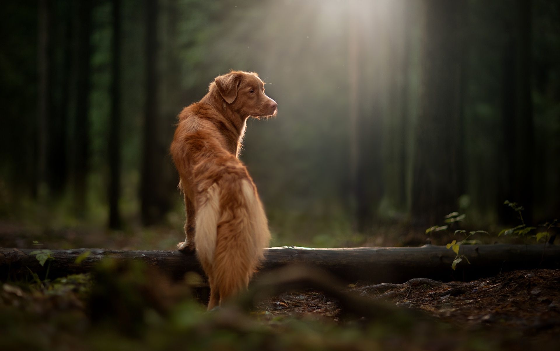 1920x1204 Wallpaper dog, rays, log, Nova Scotia duck tolling Retriever, forest for mobile and desktop, section собаки, resolution 1920x1204