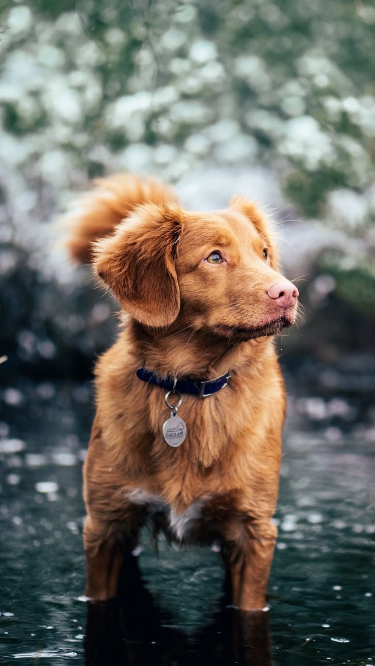 736x1308 HD Wallpaper: Animals, water, walk : id 46168
