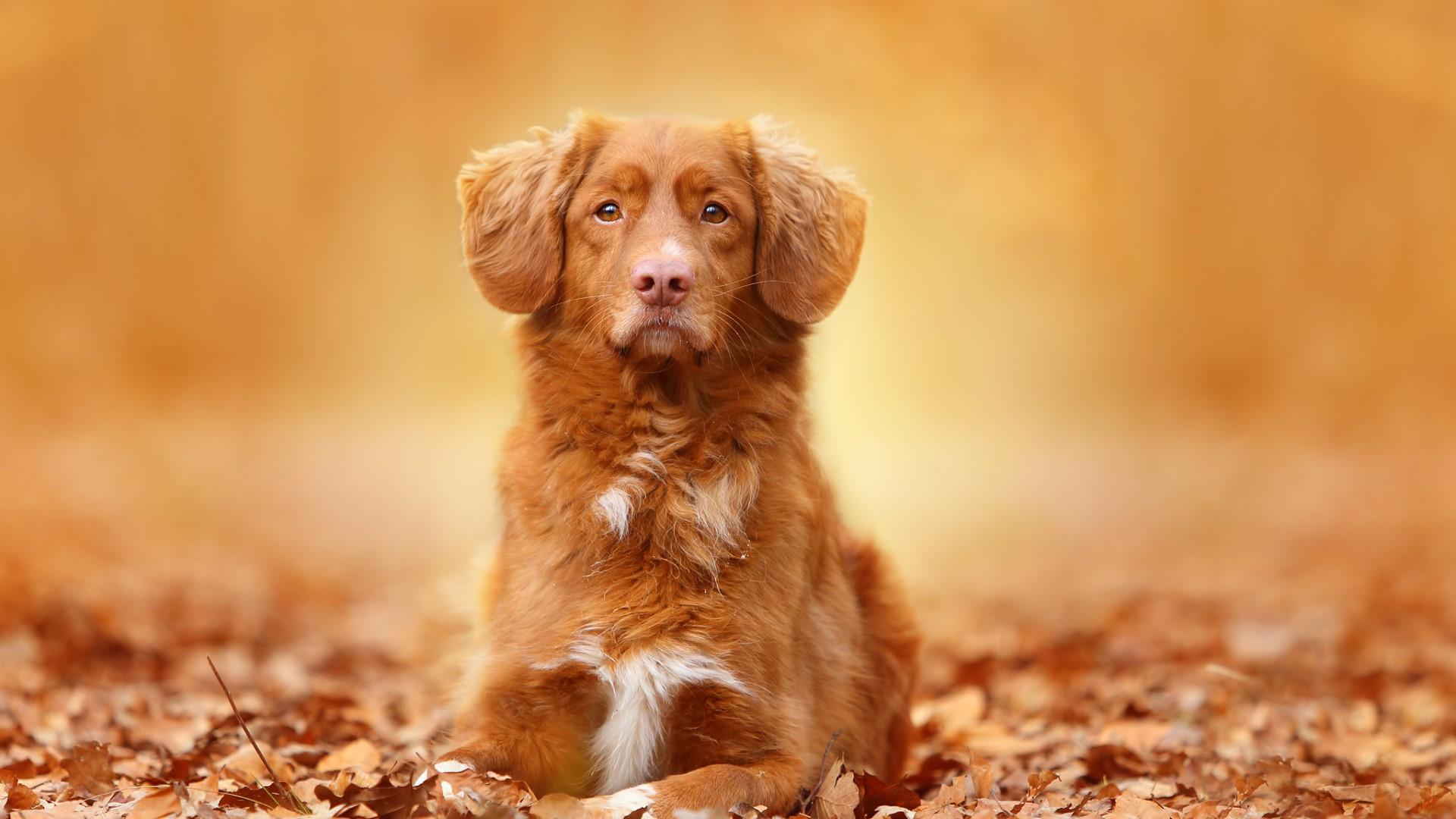 1920x1080 Nova Scotia Duck Tolling Retriever