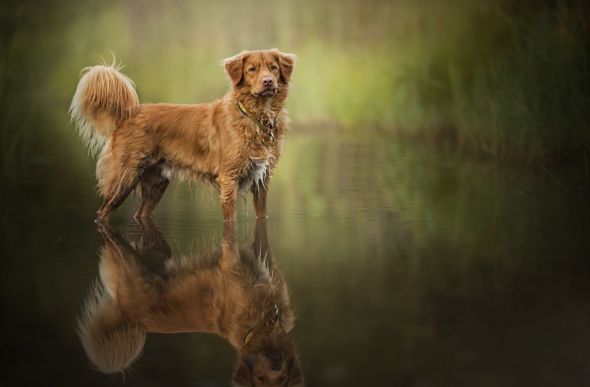 2048x1342 Nova Scotia Duck Tolling Retriever by the Water: Stunning Reflection HD Wallpaperx1342