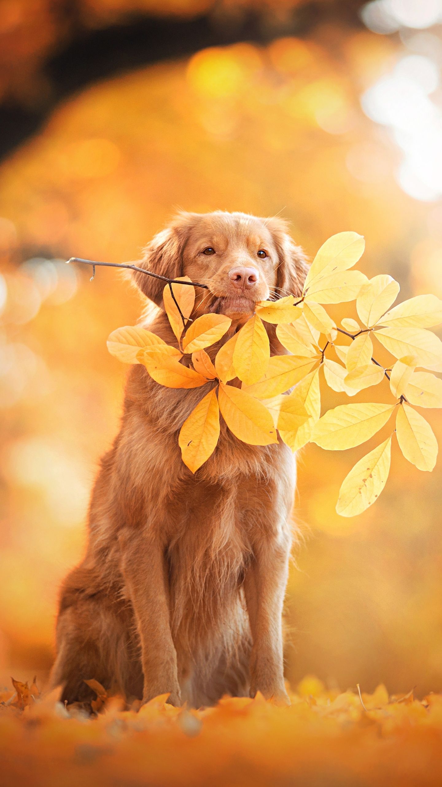 1440x2560 Phone wallpaper: Animal, Nova Scotia Duck Tolling Retriever, Leaf, Dogs 1182710