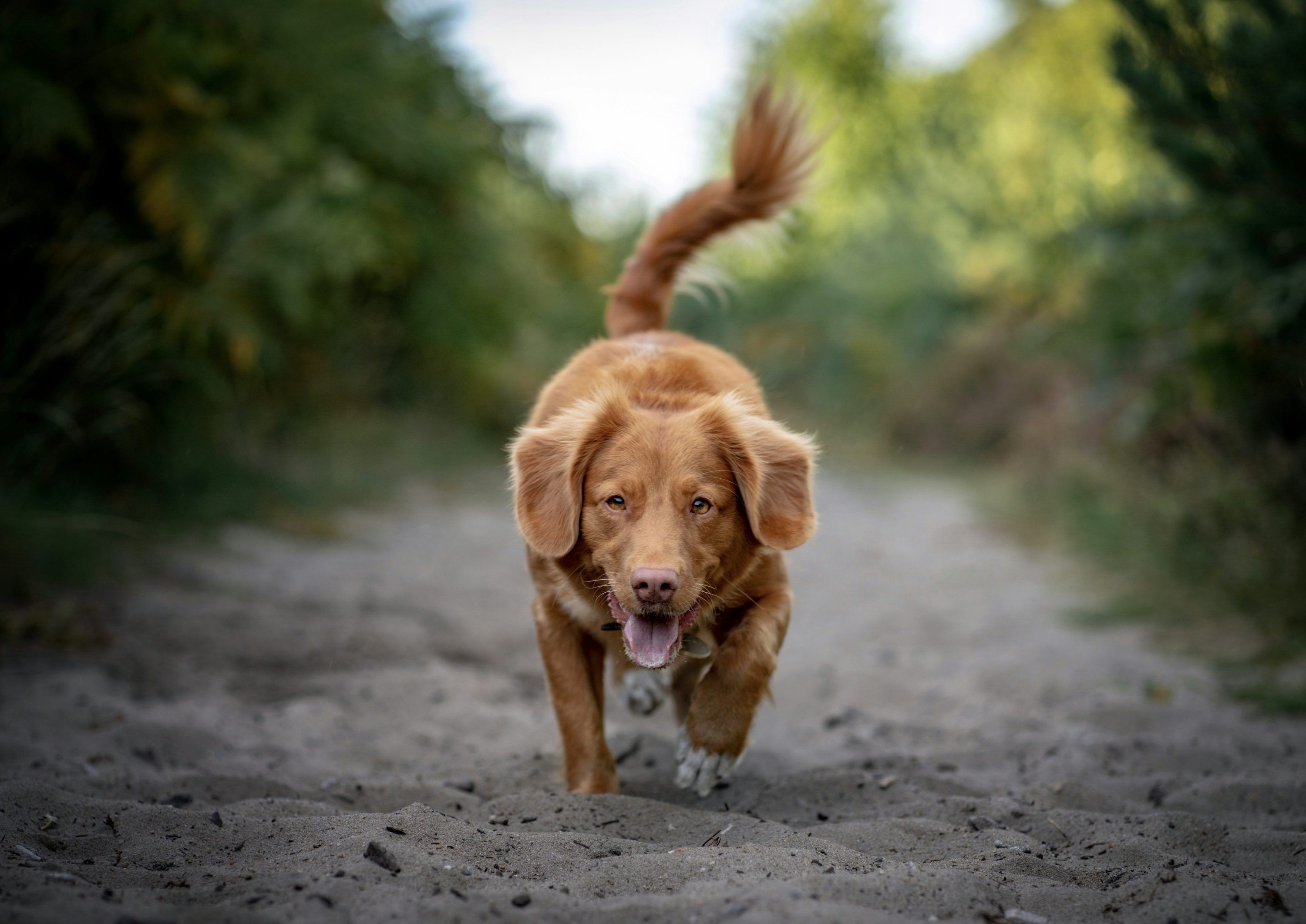 3000x2123 Brown short coated dog on gray sand during daytime