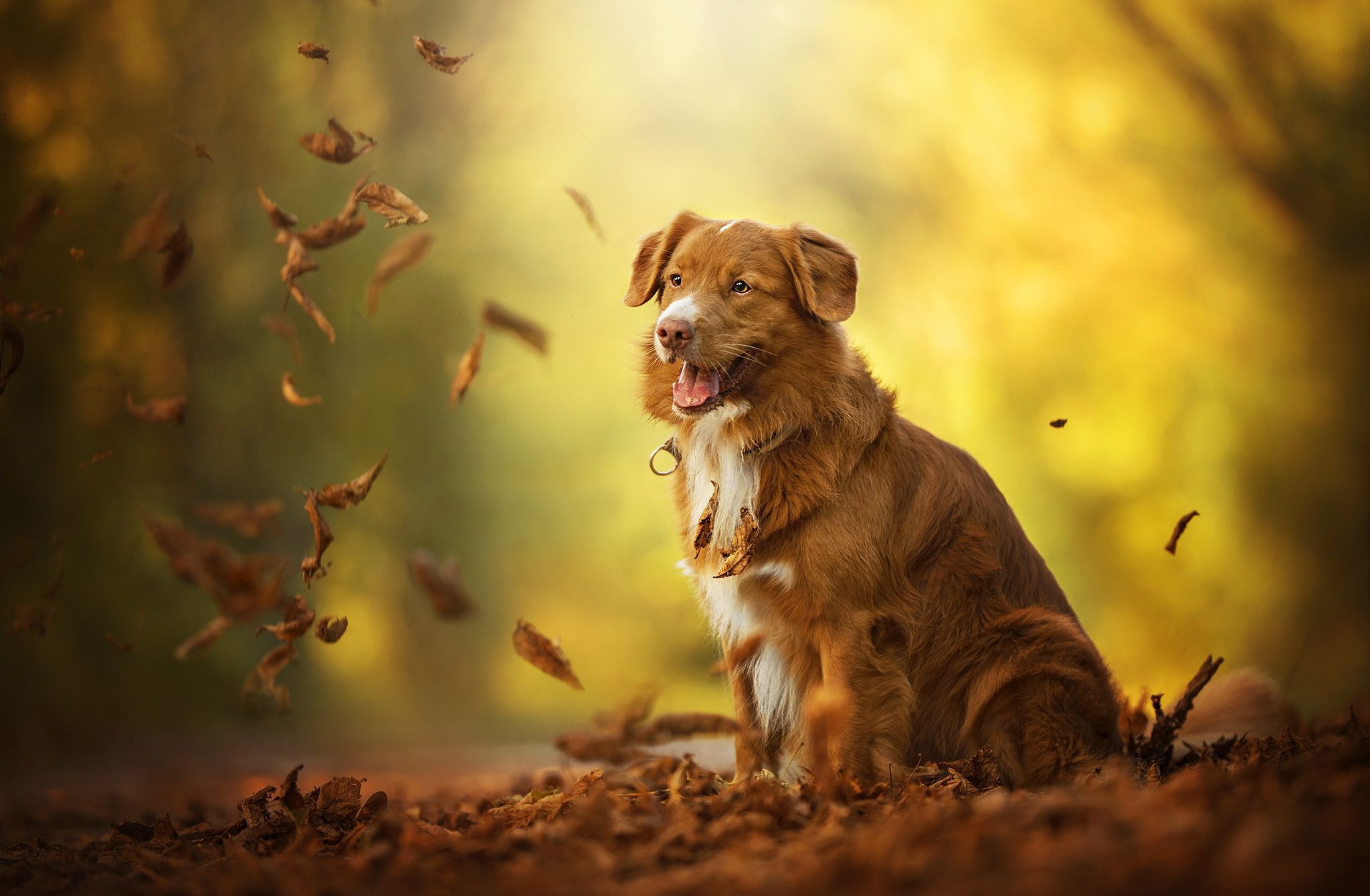 2048x1340 Fall Magic with Nova Scotia Duck Tolling Retriever Wallpaper