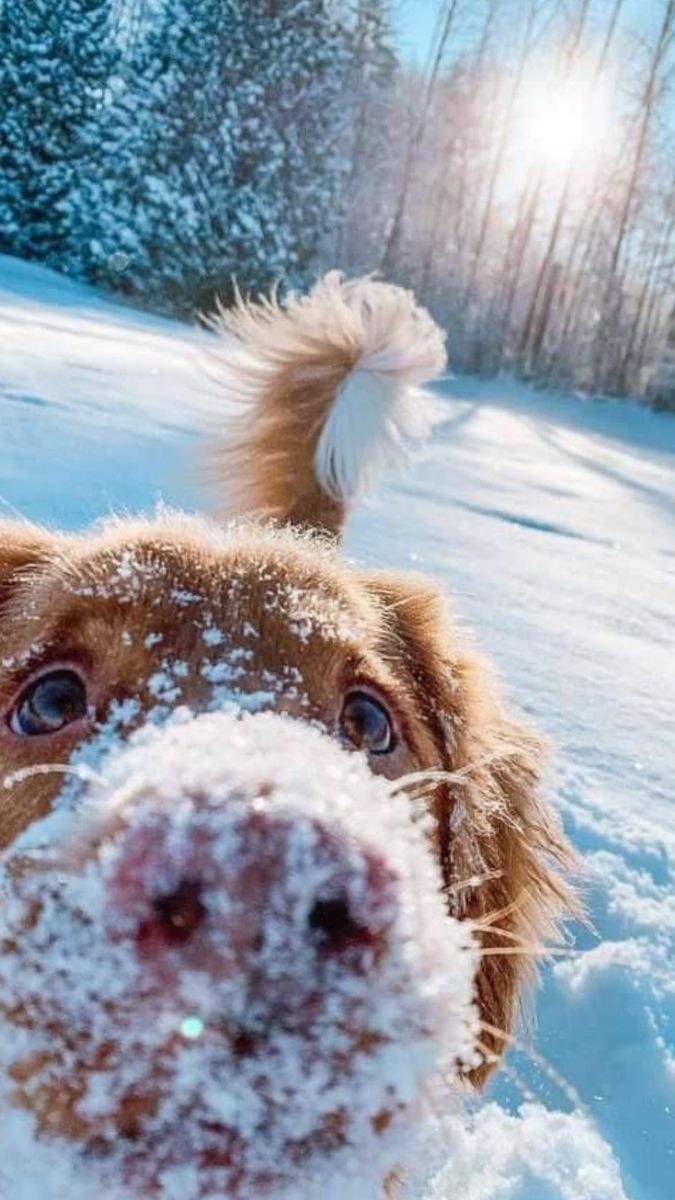675x1200 Cute Nova Scotia Duck Tolling Retriever playing in the snow. Puppy wallpaper aesthetic winter, Cute