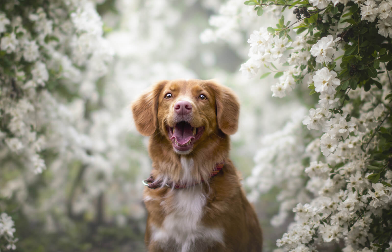 1600x1030 Key Traits of Nova Scotia Duck Tolling Retriever (With Photo)