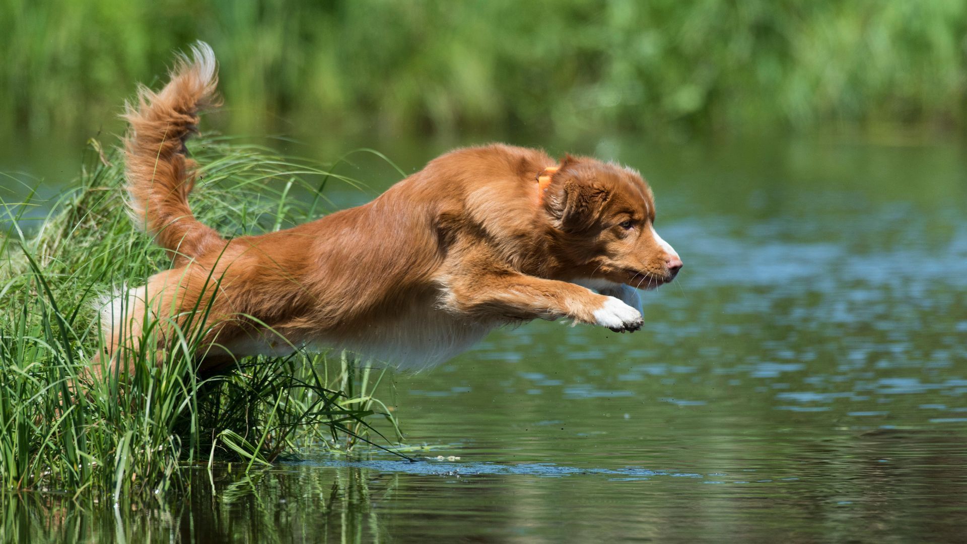 1920x1080 Nova Scotia Duck Tolling Retriever: Breed profile