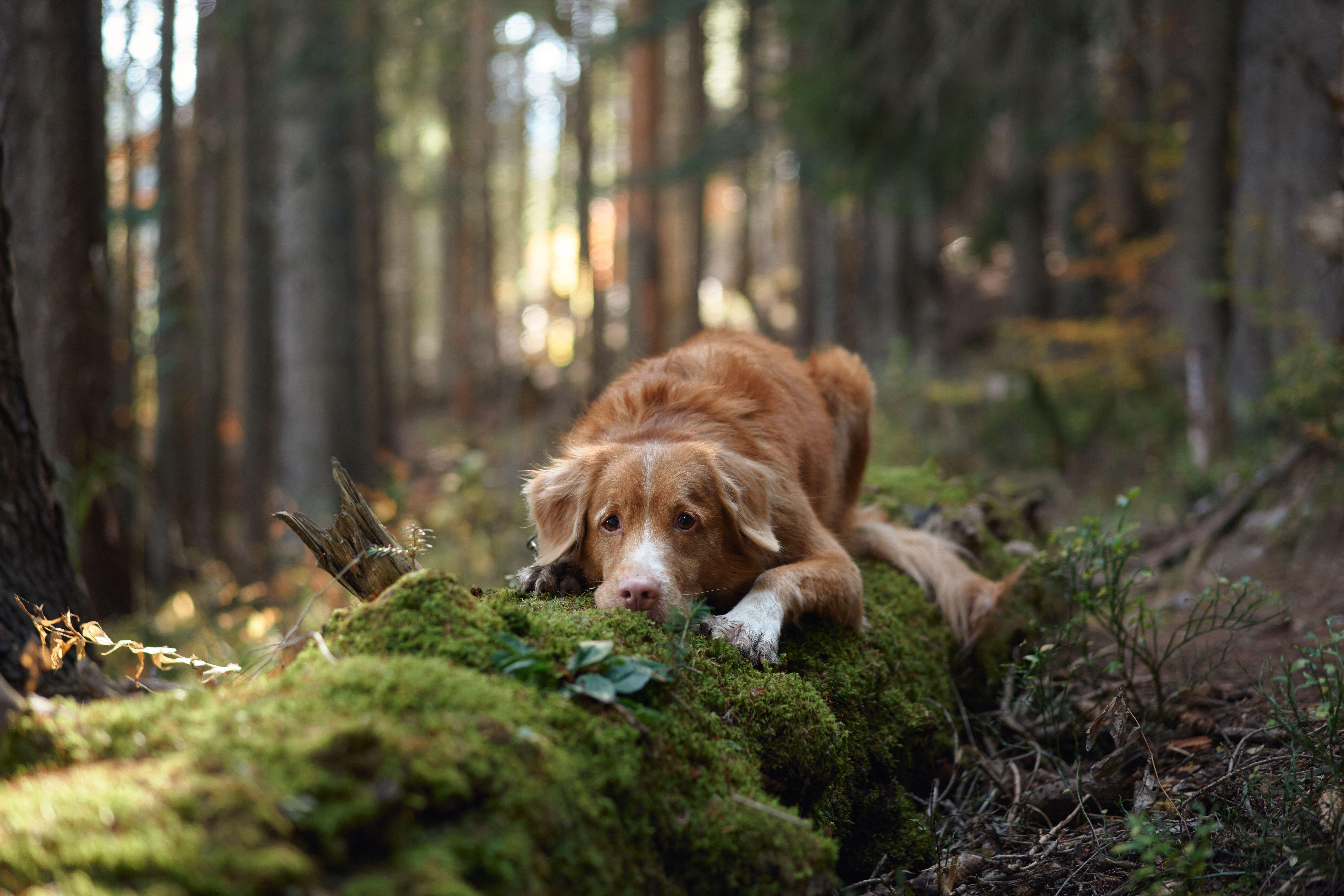 9504x6336 Meet The Rare, Water Loving Canadian Retriever That Looks Like A Fox And Surfs Like A Pro