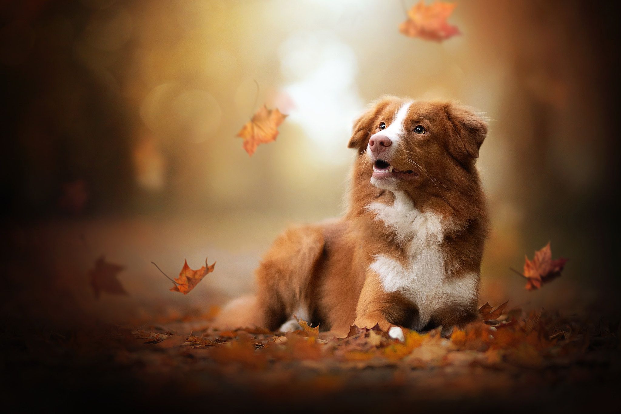 2048x1366 Toller in Autumn Bokeh