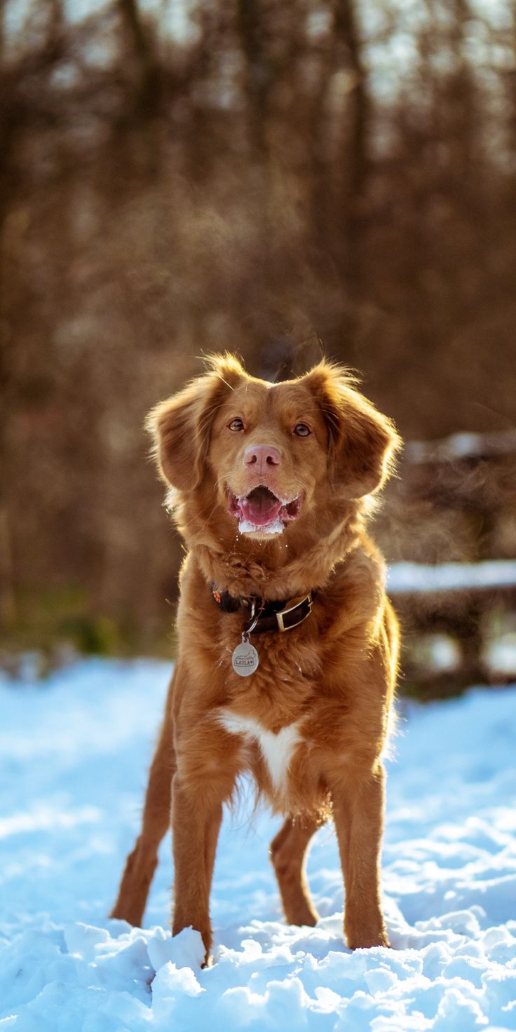 736x1472 Dog, winter, outdoor, 1080x2160 wallpaper