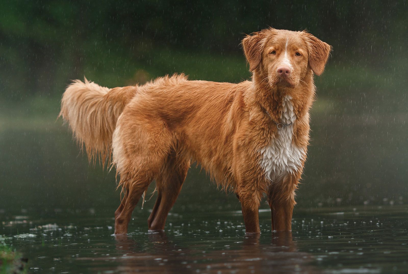 1600x1075 Nova Scotia Duck Tolling Retriever. Hunting, Characteristics & Lifespan