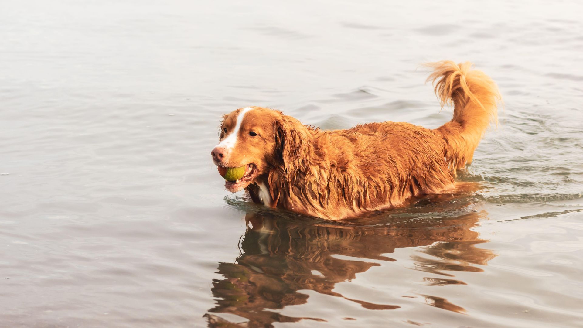 1920x1080 Nova Scotia Duck Tolling Retriever: Breed profile
