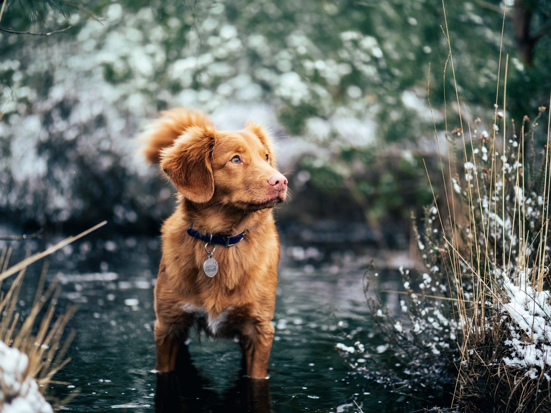 1920x1440 Winter Toller